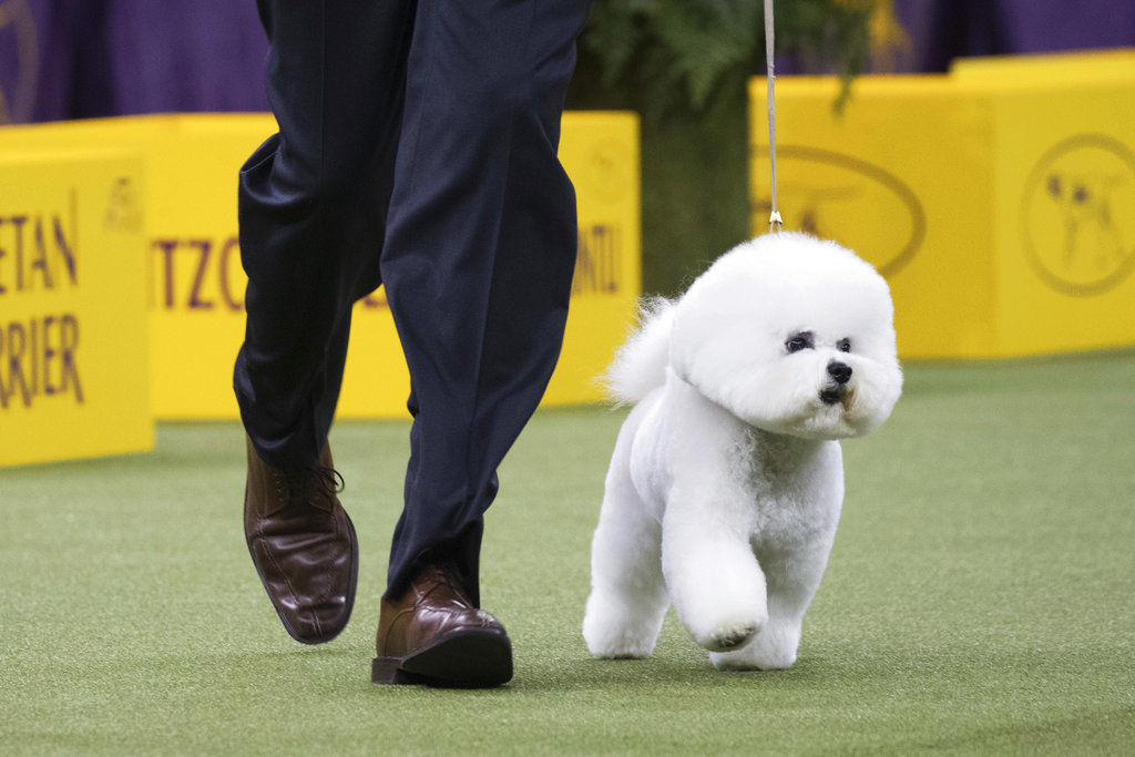 Westminster Dog Show